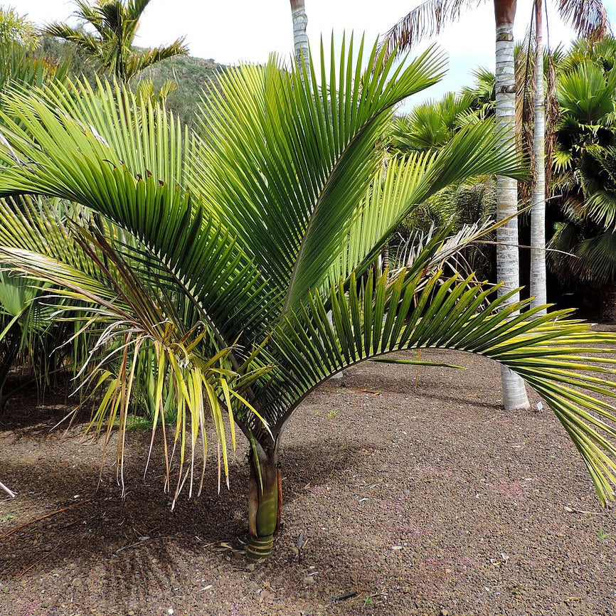 RHOPALOSTYLIS SAPIDA NEW ZEALAND NIKAU PB6.5