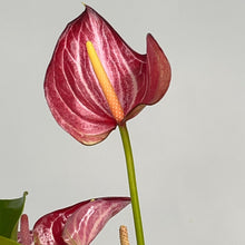 Load image into Gallery viewer, ANTHURIUM LIVIUM 12CM
