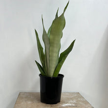 Load image into Gallery viewer, SANSEVIERIA MOONSHINE 13CM
