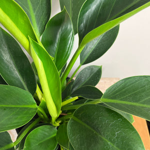 PHILODENDRON GREEN PRINCESS 20CM