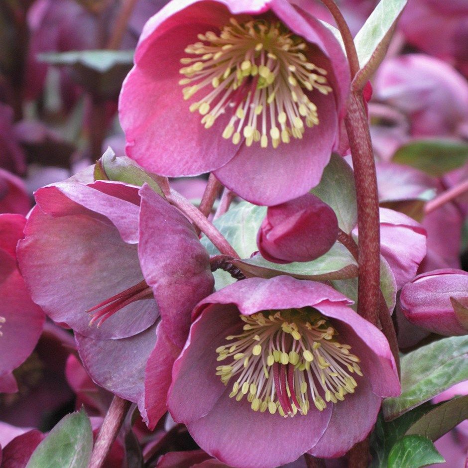 HELLEBORUS MARBLED PENNYS PINK 17CM