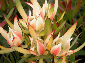 LEUCADENDRON CANDY DELIGHT 1.5L