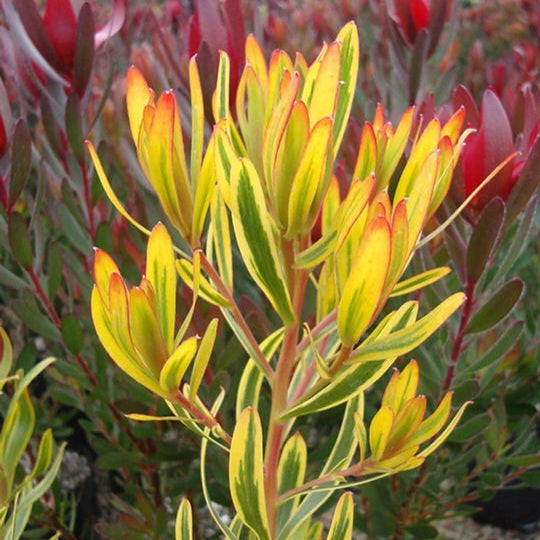 LEUCADENDRON CORRINGLE GOLD 3.3L