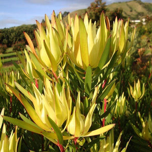 LEUCADENDRON INCA GOLD 3.3L