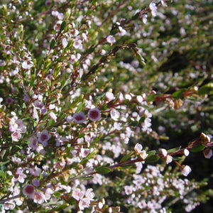 THRYPTOMENE GOLD TIPS 2.5L