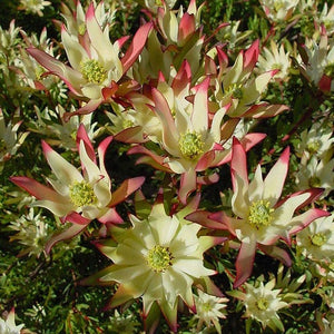 LEUCADENDRON JULIE 1.5L