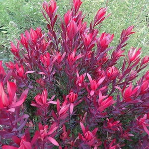 LEUCADENDRON PLUM SUPREME 3.3L