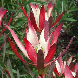 LEUCADENDRON PLUM PASSION 3.3L