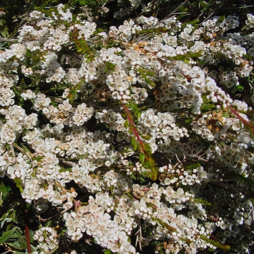 THRYPTOMENE SAXICOLA WHITE 2.5L