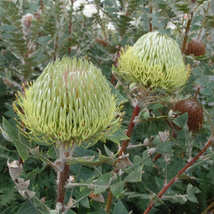 BANKSIA BAXTERII BIRDS NEST BANKSIA 3.3L