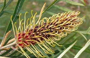 GREVILLEA STRAWBERRY BLONDE 3.5L