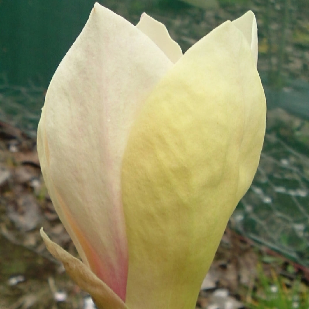 MAGNOLIA YELLOW LANTERN PB18