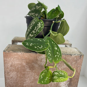 EPIPREMNUM SATIN 12CM