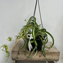 Load image into Gallery viewer, CHLOROPHYTUM CURLY WURLY 15CM
