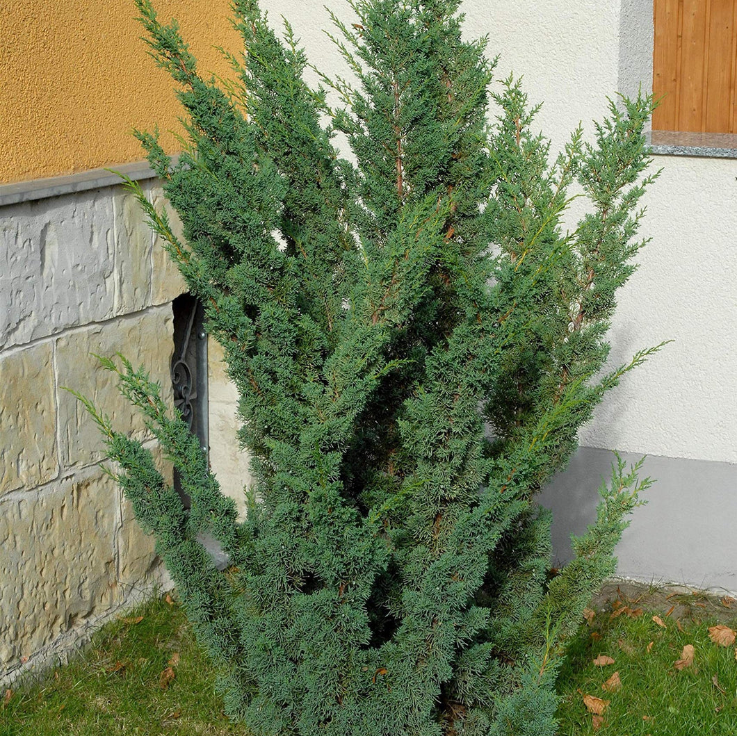 JUNIPERUS X MEDIA BLAAUW 10.0L