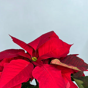 POINSETTIA 12CM