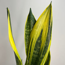 Load image into Gallery viewer, SANSEVIERIA TRIFASCIATA FLAME 14CM
