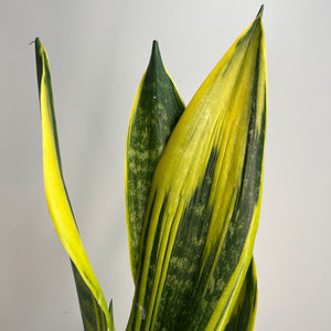 SANSEVIERIA TRIFASCIATA FLAME 14CM