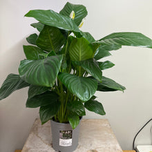 Load image into Gallery viewer, SPATHIPHYLLUM CATALINA 17CM
