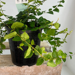 FICUS PUMILA CREEPING FIG 12CM