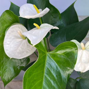 ANTHURIUM SAMORA WHITE 12CM