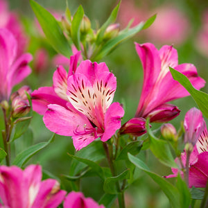 ALSTROEMERIA BORDER SUMMER PARADISE SUMMER SAINT 2.5L