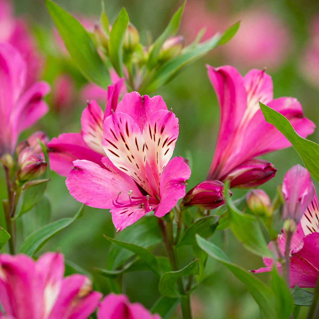 ALSTROEMERIA BORDER SUMMER PARADISE SUMMER SAINT 2.5L