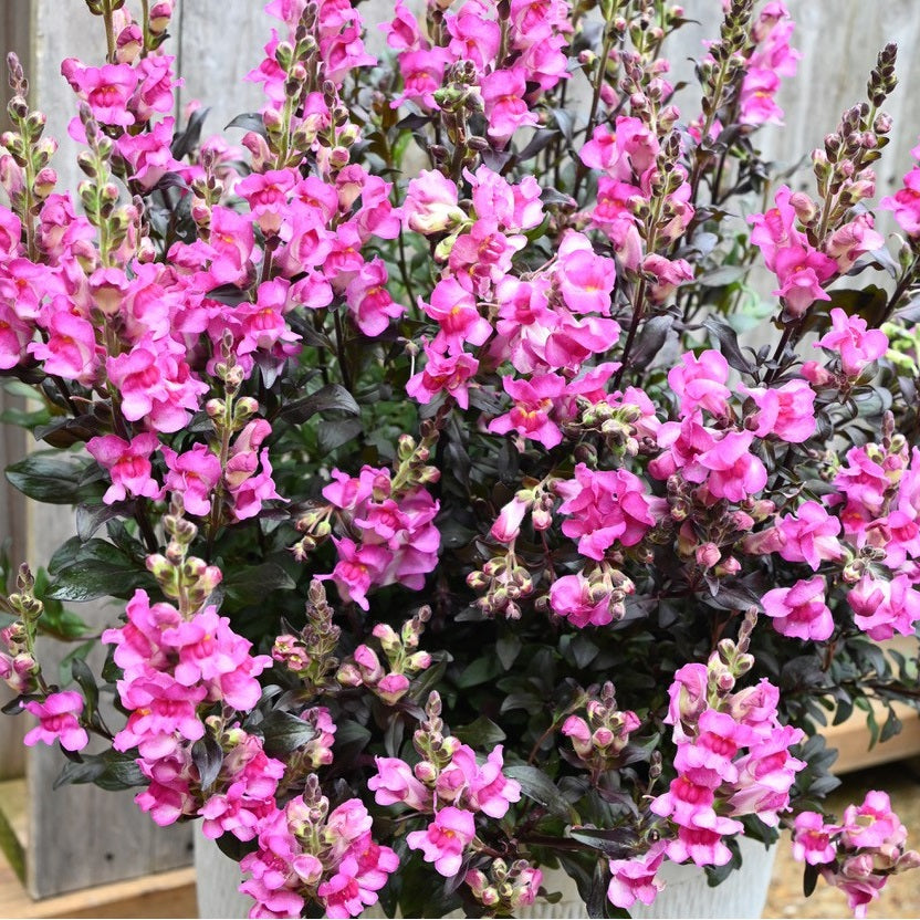 ANTIRRHINUM SNAP IN BLACK HOT PINK 14CM