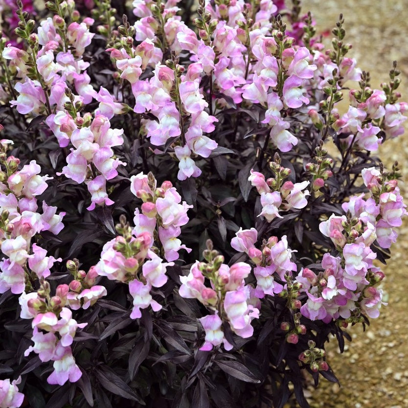 ANTIRRHINUM SNAP IN BLACK PALE PINK 14CM