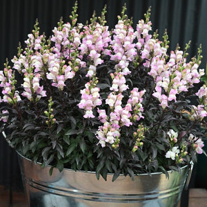 ANTIRRHINUM SNAP IN BLACK PALE PINK 14CM