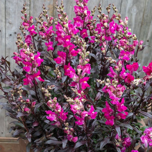 ANTIRRHINUM SNAP IN BLACK RASPBERRY 14CM