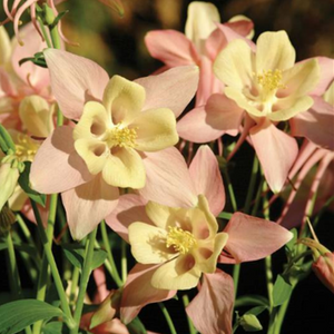 AQUILEGIA CRYSTAL APRICOT 14CM