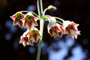 ALLIUM SICULUM SICILIAN HONEY GARLIC 09CM