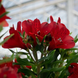 ALSTROEMERIA INCA AMSTERDAM 14CM