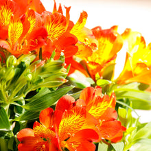 Load image into Gallery viewer, ALSTROEMERIA INCA HOLLAND 2.5L
