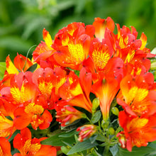 Load image into Gallery viewer, ALSTROEMERIA INCA HOLLAND 2.5L
