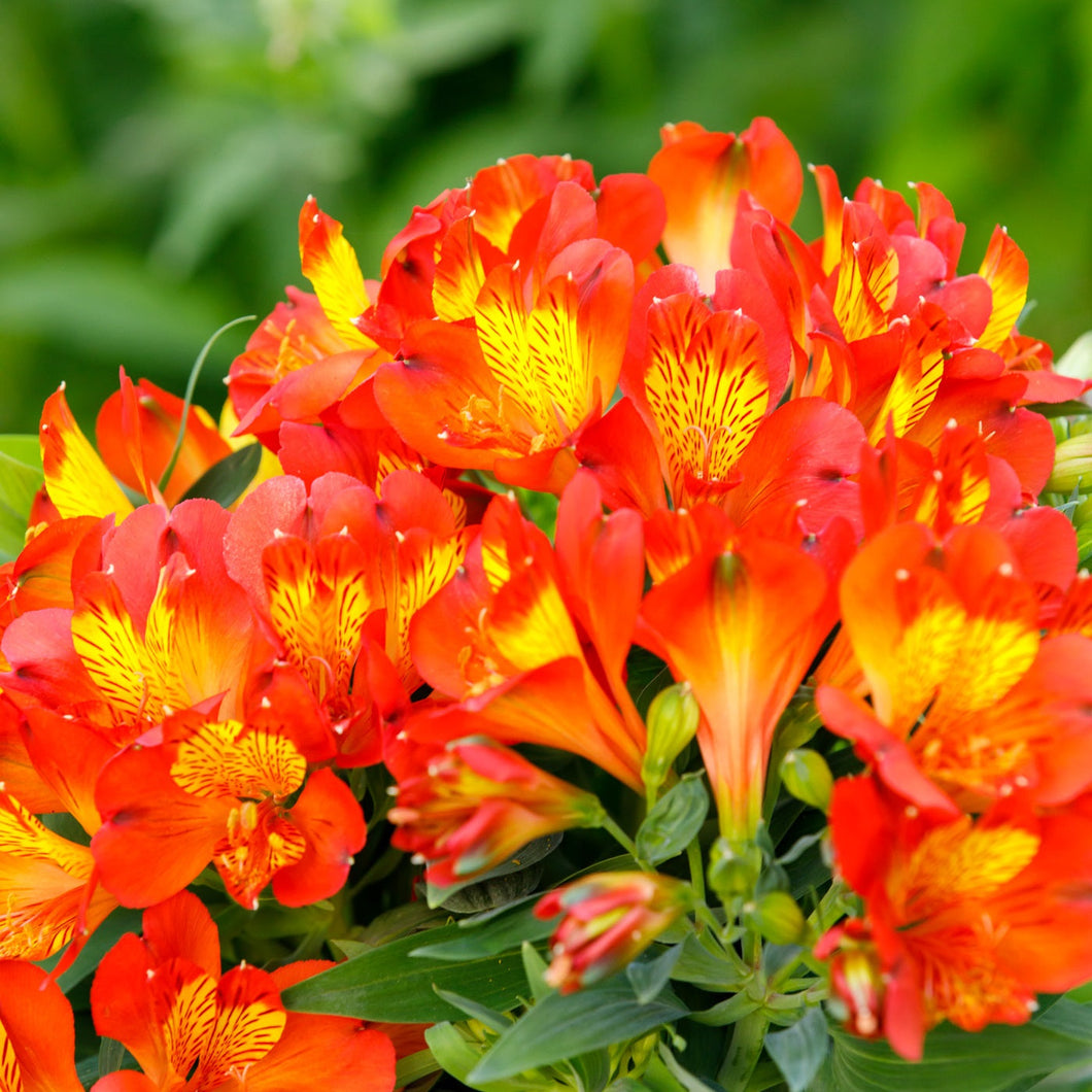 ALSTROEMERIA INCA HOLLAND 2.5L