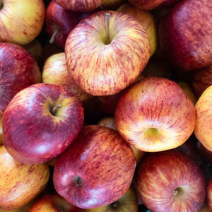 APPLE SEMI DWARF ROYAL GALA PB18