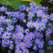 Load image into Gallery viewer, ASTER LADY IN BLUE 14CM
