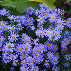 ASTER LADY IN BLUE 14CM