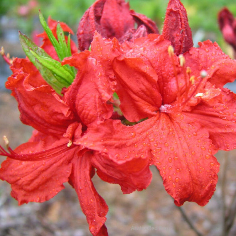 AZALEA DECIDUOUS RED RAG 8.0L