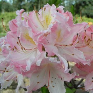 AZALEA DECIDUOUS SWEET INSPIRATION 6.0L