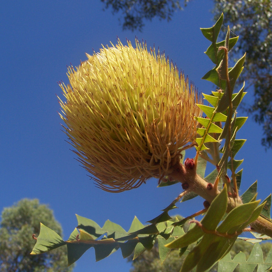 BANKSIA BAXTERII BIRDS NEST BANKSIA 3.3L