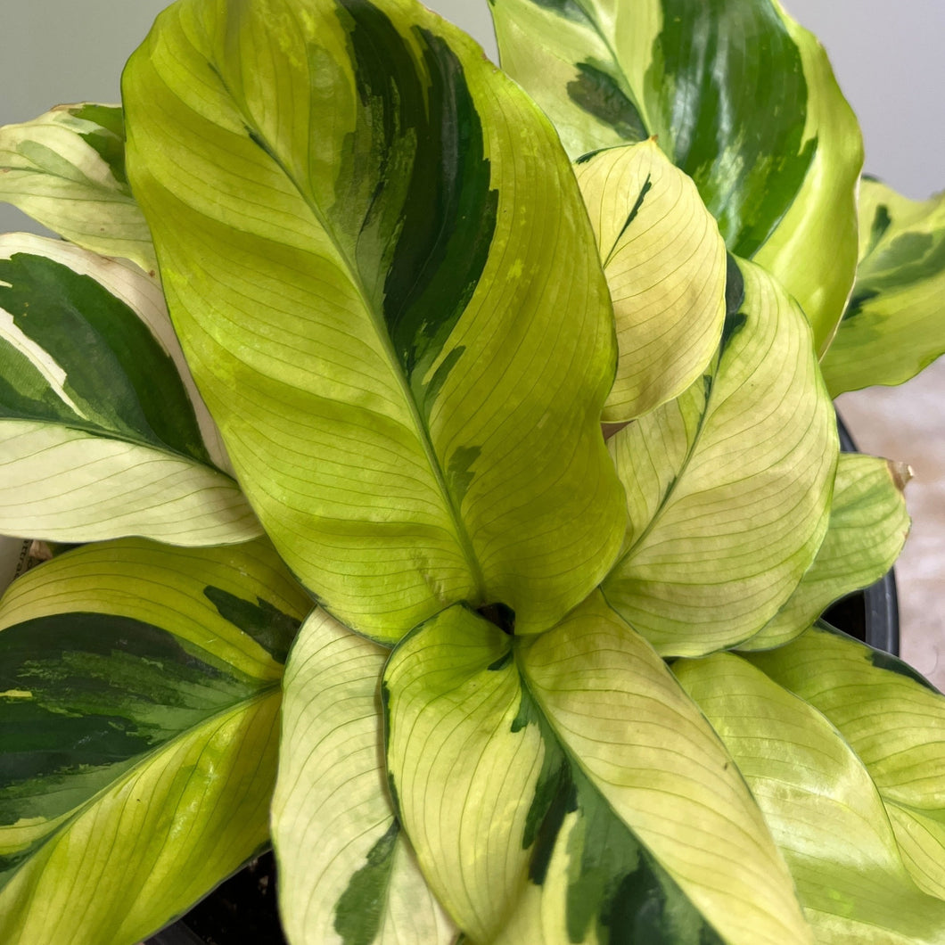 CALATHEA FUSION YELLOW 14CM