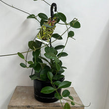 Load image into Gallery viewer, HOYA AUSTRALIS 17.5CM
