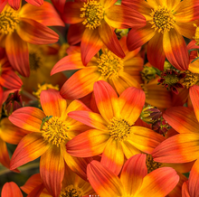 Load image into Gallery viewer, BIDENS CAMPFIRE 1.5L
