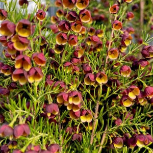 BORONIA MEGASTIGMA 2.5L