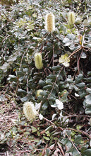 Load image into Gallery viewer, BANKSIA INTEGRIFOLIA ROLLER COASTER 3.3L
