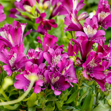 Load image into Gallery viewer, ALSTROEMERIA INCA BATAVIA 14CM
