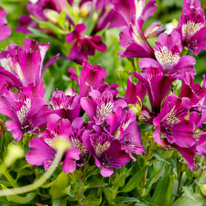 ALSTROEMERIA INCA BATAVIA 14CM